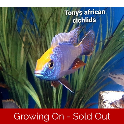 Sexed coloured pair, Protomelas Sp 8-10cm, females smaller